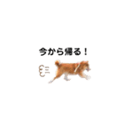 柴犬やまとの生活（個別スタンプ：13）