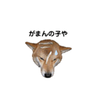 柴犬やまとの生活（個別スタンプ：14）