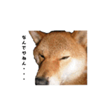 柴犬やまとの生活（個別スタンプ：16）