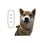 柴犬やまとの生活（個別スタンプ：18）