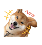 柴犬やまとの生活（個別スタンプ：20）