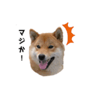 柴犬やまとの生活（個別スタンプ：22）