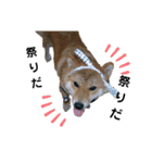 柴犬やまとの生活（個別スタンプ：23）