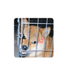 柴犬やまとの生活（個別スタンプ：24）