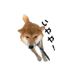 柴犬やまとの生活（個別スタンプ：25）
