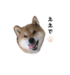 柴犬やまとの生活（個別スタンプ：26）