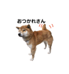 柴犬やまとの生活（個別スタンプ：27）