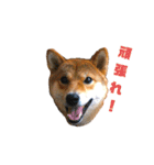 柴犬やまとの生活（個別スタンプ：28）