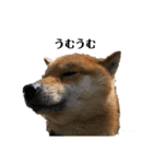 柴犬やまとの生活（個別スタンプ：29）