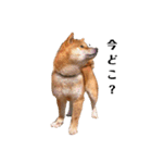 柴犬やまとの生活（個別スタンプ：30）