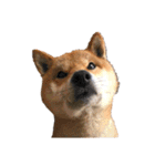 柴犬やまとの生活（個別スタンプ：31）