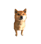 柴犬やまとの生活（個別スタンプ：32）