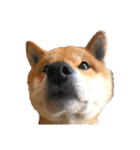 柴犬やまとの生活（個別スタンプ：33）