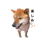 柴犬やまとの生活（個別スタンプ：36）