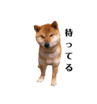 柴犬やまとの生活（個別スタンプ：37）