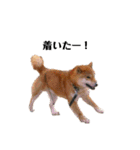 柴犬やまとの生活（個別スタンプ：38）