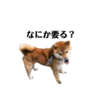 柴犬やまとの生活（個別スタンプ：40）