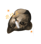 にャんズ（個別スタンプ：1）