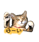 にャんズ（個別スタンプ：3）