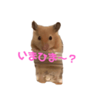 くう＆ころ助（個別スタンプ：6）