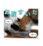 うちにゃんずの日常③（個別スタンプ：5）
