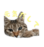 うちにゃんずの日常③（個別スタンプ：8）