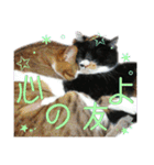 うちにゃんずの日常③（個別スタンプ：12）