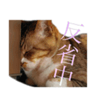 うちにゃんずの日常③（個別スタンプ：14）