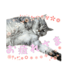 うちにゃんずの日常③（個別スタンプ：16）