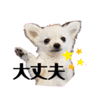 ルカスタンプ第一弾！（個別スタンプ：11）