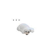 うちのわんこ！！！！！！！！！（個別スタンプ：1）