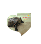クサガメのしずく（個別スタンプ：1）