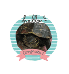 クサガメのしずく（個別スタンプ：2）