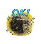 クサガメのしずく（個別スタンプ：3）