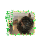 クサガメのしずく（個別スタンプ：7）