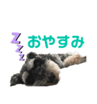 ミニチュアシュナウザー【リロ】（個別スタンプ：7）