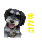 ミニチュアシュナウザー【リロ】（個別スタンプ：8）