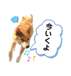 柴犬ふくの日常スタンプ第4弾♪♪（個別スタンプ：1）