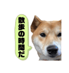 柴犬ふくの日常スタンプ第4弾♪♪（個別スタンプ：3）
