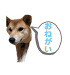 柴犬ふくの日常スタンプ第4弾♪♪（個別スタンプ：4）
