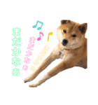 柴犬ふくの日常スタンプ第4弾♪♪（個別スタンプ：5）