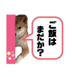 柴犬ふくの日常スタンプ第4弾♪♪（個別スタンプ：7）