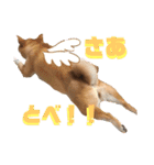 柴犬ふくの日常スタンプ第4弾♪♪（個別スタンプ：8）
