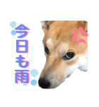 柴犬ふくの日常スタンプ第4弾♪♪（個別スタンプ：9）