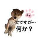 柴犬ふくの日常スタンプ第4弾♪♪（個別スタンプ：10）
