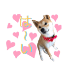 柴犬ふくの日常スタンプ第4弾♪♪（個別スタンプ：11）