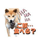 柴犬ふくの日常スタンプ第4弾♪♪（個別スタンプ：12）