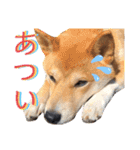 柴犬ふくの日常スタンプ第4弾♪♪（個別スタンプ：13）