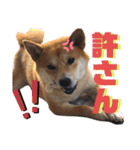 柴犬ふくの日常スタンプ第4弾♪♪（個別スタンプ：14）