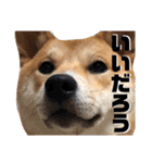 柴犬ふくの日常スタンプ第4弾♪♪（個別スタンプ：15）